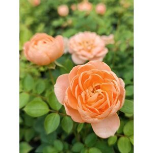 Růže zahradní 'Orange Imp' 10-30 cm QP