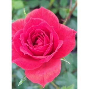 Růže zahradní 'Limesglut' 10-30 cm QP