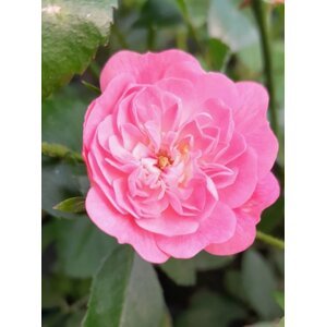 Růže půdopokryvná 'Lovely Fairy' 10-30 cm QP