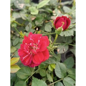Růže půdopokryvná 'Rote The Fairy' 10-30 cm QP