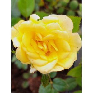Růže půdopokryvná 'Fairy Gold' 10-30 cm QP