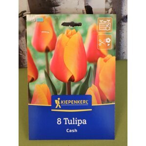Darwinův hybridní tulipán Cash