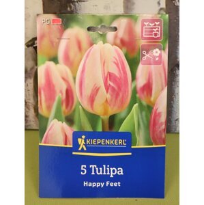 Tulipán Triumph 'Happy Feet'