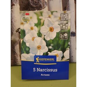 Narcis básníka 'Actaea'