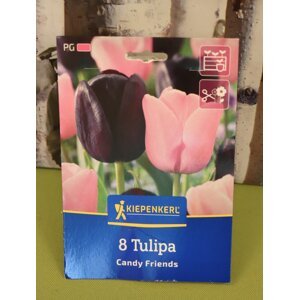 Směs tulipánů Candy Friends