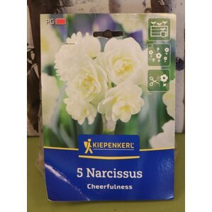 Narcis 'Cheerfulness'