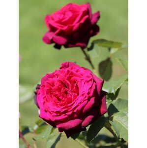 Růže 'Grafin Diana' 20-50 cm Ko 2 l
