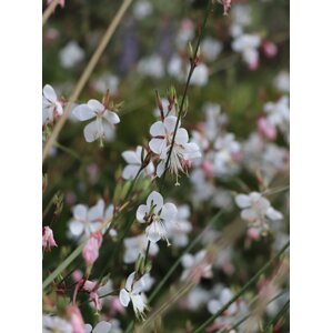 Svíčkovec Belleza 'White' H9