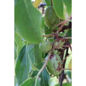 Aktinidie význačná (kiwi) 'Ken´s Red' 10-20 cm H9