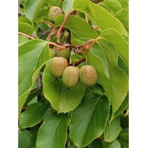 Aktinidie význačná 'Issai' - Kiwi samosprašné 10-30 cm H9