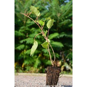 Aktinidie význačná(kiwi) - Opylovač 'Cornell' 50-70 cm Ko1l