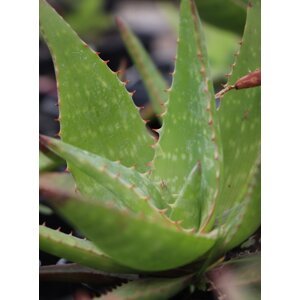Aloe pravá (Aloe Vera)