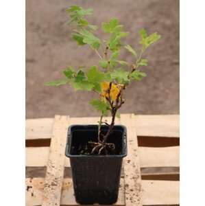 Angrešt 'Captivator' - červený beztrnný 15-40 cm H9