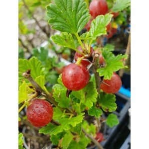 Angrešt 'Hinnonmaki red' - červený 15-20cm Ko1l