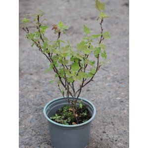 Angrešt 'Hinnonmaki yellow' - žlutý 15-25 cm Ko1l