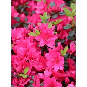 Azalka japonská  'Canzonetta' 15-30 cm Ko 2 l