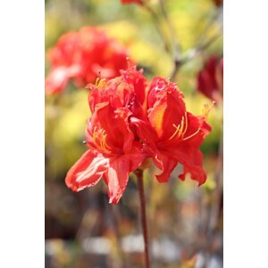 Azalka 'Feuerwerk' 20-40 cm H9