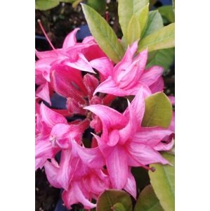 Azalka knaphill 'Homebush' 20-30 cm Ko 1,5l