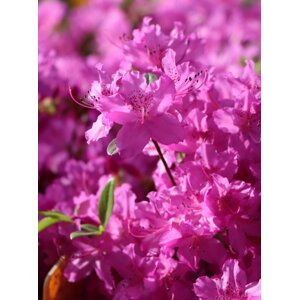 Azalka japonská  'Purple Splendour' 20-40 cm Ko 1,5l
