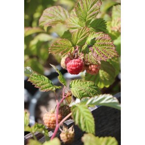 Balkonová malina 'Sweet Sunshine' - červená 5-15 cm Ko 2 l