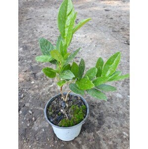 Bobkovišeň lékařská 'Cherry Brandy' 25-40 cm Ko1l