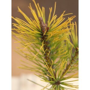 Borovice kleč 'Wintergold' 10-30 cm Ko 2 l
