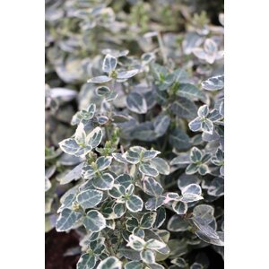 Brslen Fortuneův 'Emerald Gaiety' 10-30 cm H9