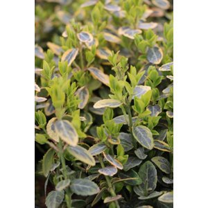 Brslen Fortuneův 'Emerald'n Gold' 5-20 cm H9