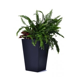 KETER Květináč Rattan Planter M - antracit